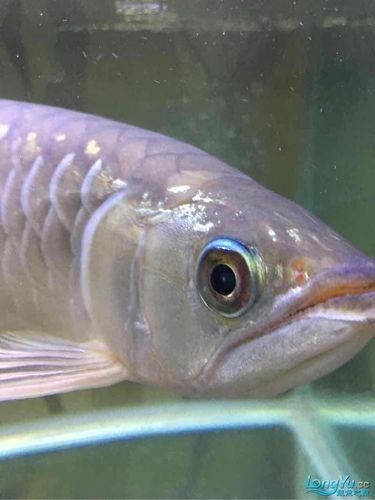 龍魚會(huì)掉眼嗎圖片