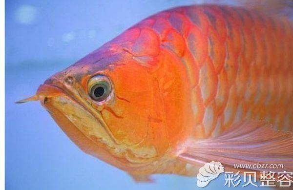 龍魚會(huì)掉眼嗎圖片