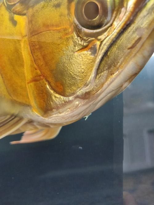 龍魚會(huì)掉眼嗎圖片