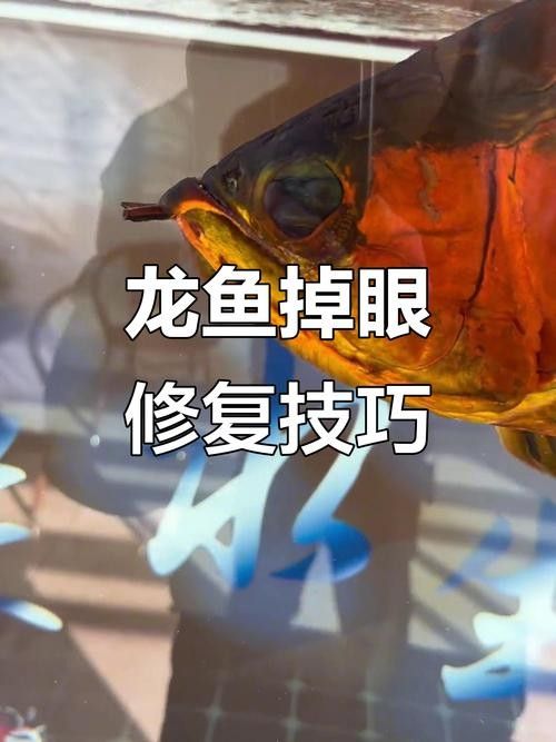 龍魚會(huì)掉眼嗎圖片