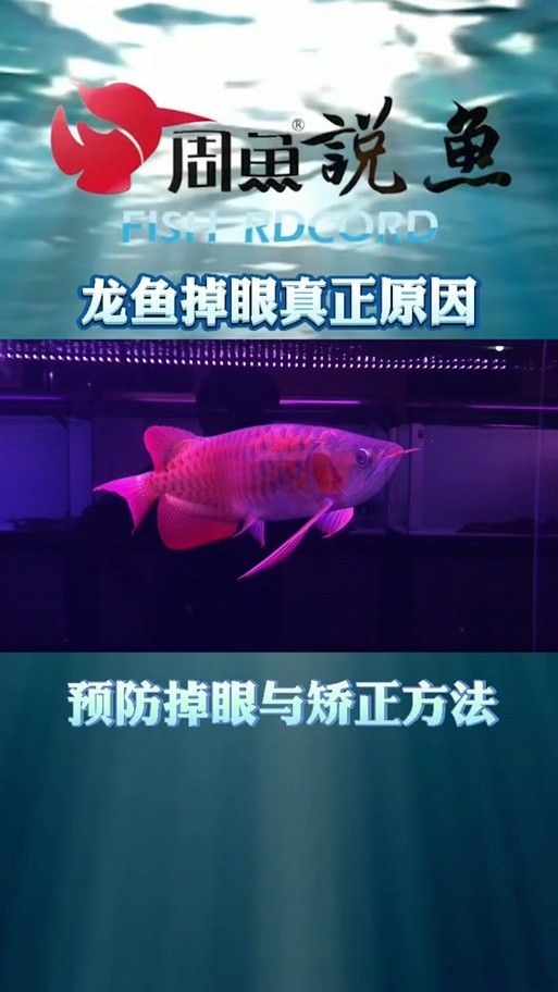 龍魚會(huì)掉眼嗎圖片