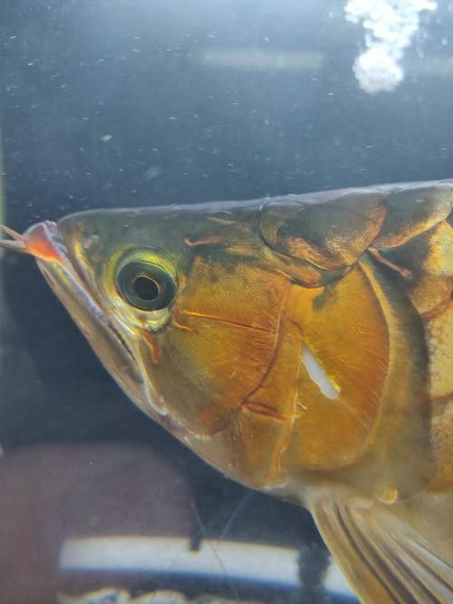 龍魚會(huì)掉眼嗎圖片