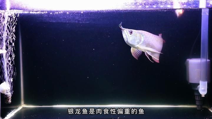 銀龍魚飼料哪個牌子好用