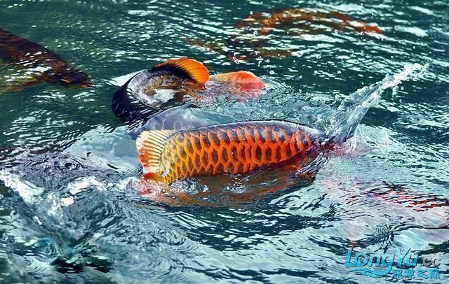 紅龍魚喂食正確方法是什么（紅龍魚的喂養方法）