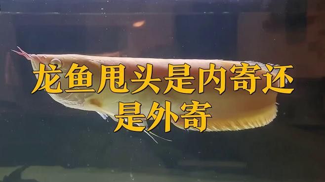 紅龍魚甩頭是怎么回事？