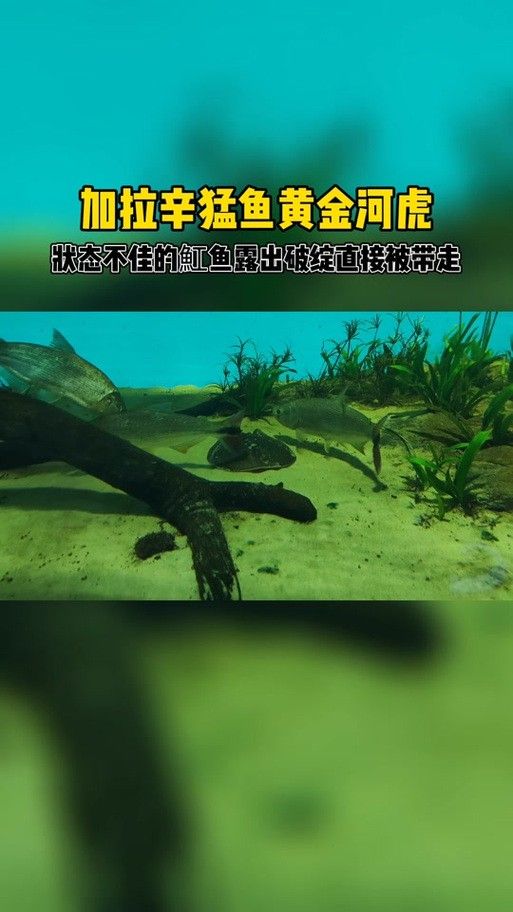 黃金河虎能和龍魚混養嗎圖片欣賞 黃金河虎能和龍魚混養嗎圖片欣賞 龍魚百科 第9張