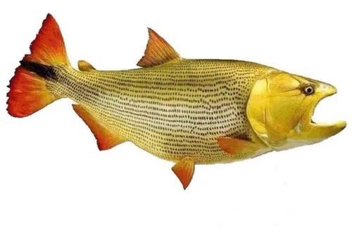 黃金河虎能和龍魚混養嗎圖片欣賞 黃金河虎能和龍魚混養嗎圖片欣賞 龍魚百科 第20張
