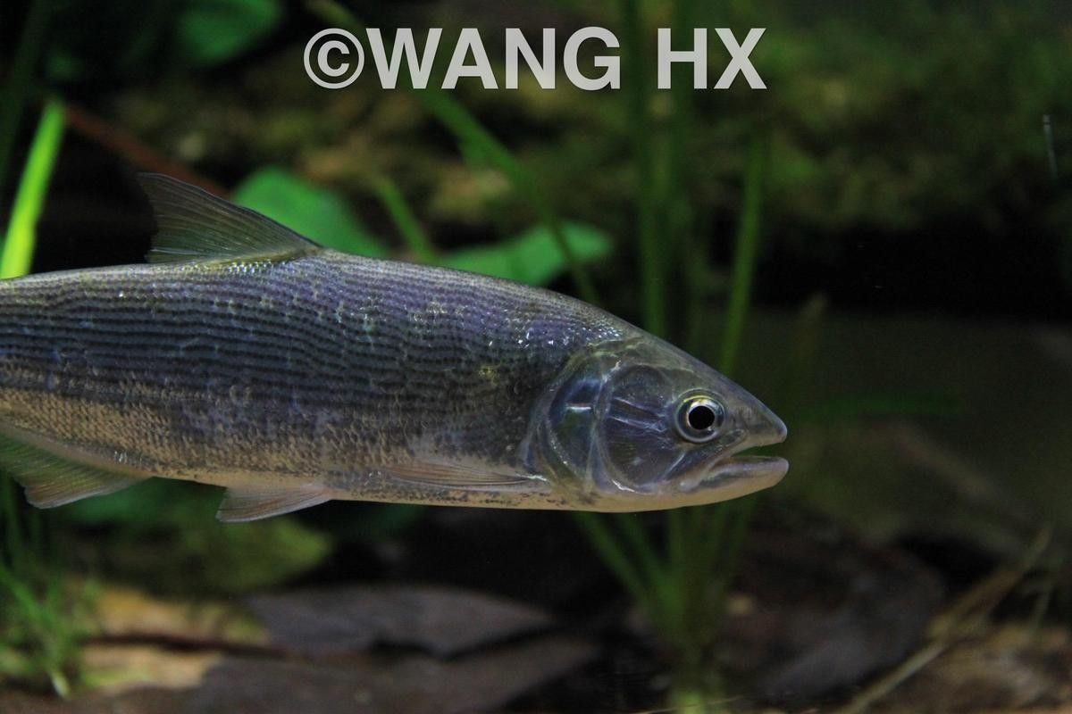 黃金河虎能和龍魚混養嗎圖片欣賞 黃金河虎能和龍魚混養嗎圖片欣賞 龍魚百科 第21張