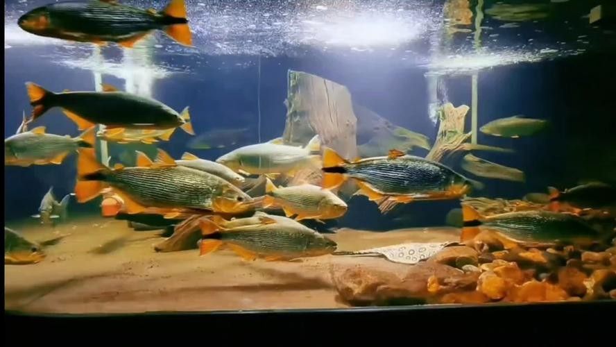 黃金河虎能和龍魚混養嗎圖片欣賞 黃金河虎能和龍魚混養嗎圖片欣賞 龍魚百科 第6張