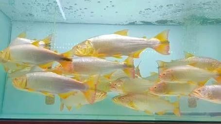黃金河虎能和龍魚混養嗎圖片欣賞 黃金河虎能和龍魚混養嗎圖片欣賞 龍魚百科 第10張