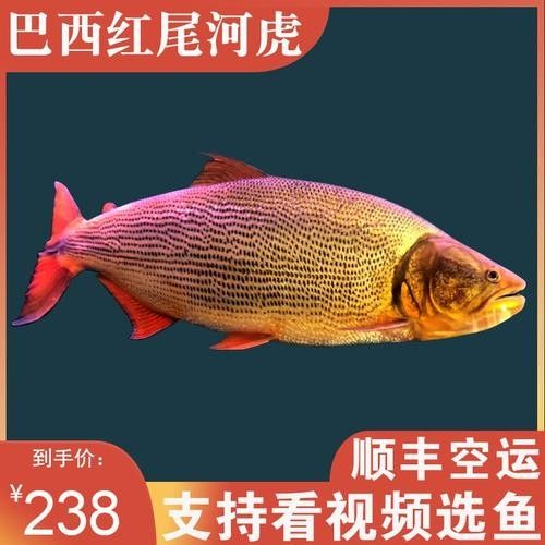 黃金河虎能和龍魚混養嗎圖片欣賞 黃金河虎能和龍魚混養嗎圖片欣賞 龍魚百科 第5張