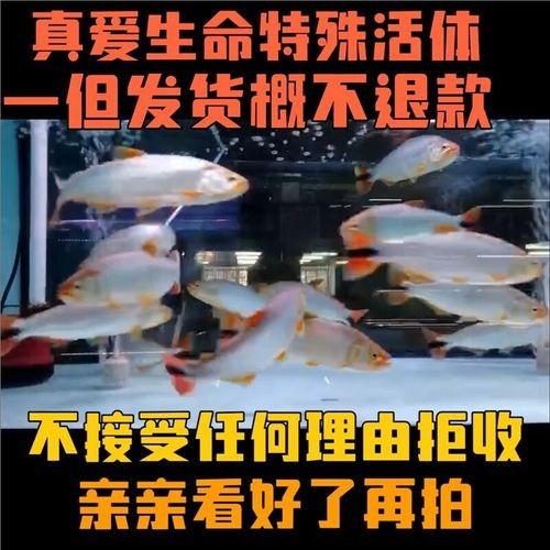 黃金河虎能和龍魚混養嗎圖片欣賞 黃金河虎能和龍魚混養嗎圖片欣賞 龍魚百科 第13張