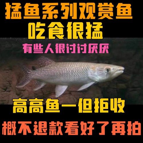 黃金河虎能和龍魚混養嗎圖片欣賞 黃金河虎能和龍魚混養嗎圖片欣賞 龍魚百科 第14張