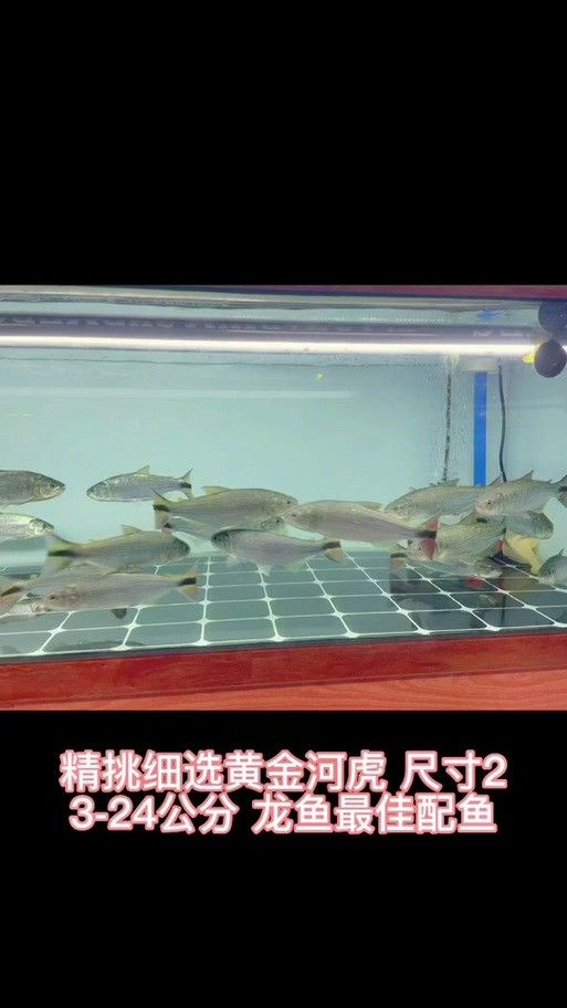 黃金河虎能和龍魚混養嗎圖片欣賞 黃金河虎能和龍魚混養嗎圖片欣賞 龍魚百科 第4張
