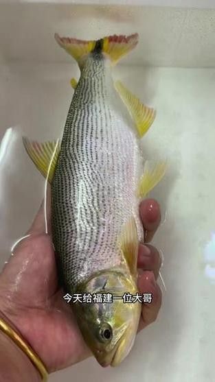 黃金河虎能和龍魚混養嗎圖片欣賞 黃金河虎能和龍魚混養嗎圖片欣賞 龍魚百科 第11張