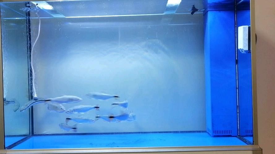 黃金河虎能和龍魚混養嗎圖片欣賞 黃金河虎能和龍魚混養嗎圖片欣賞 龍魚百科 第19張