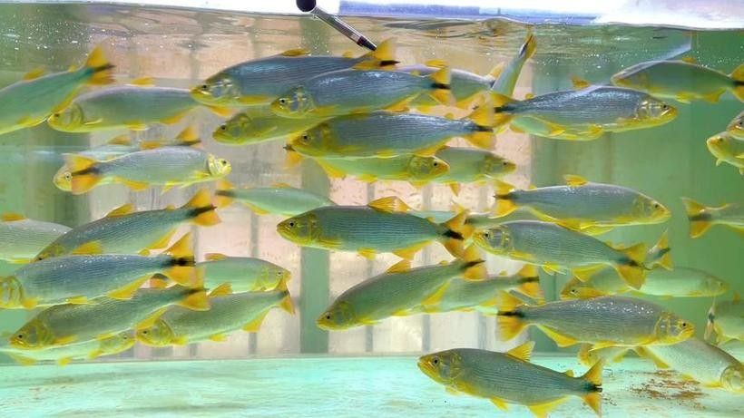 黃金河虎能和龍魚混養嗎圖片欣賞 黃金河虎能和龍魚混養嗎圖片欣賞 龍魚百科 第17張