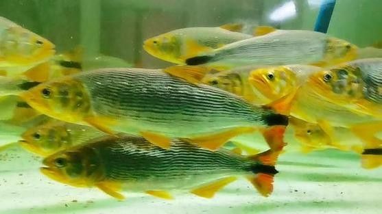 黃金河虎能和龍魚混養嗎圖片欣賞 黃金河虎能和龍魚混養嗎圖片欣賞 龍魚百科 第16張