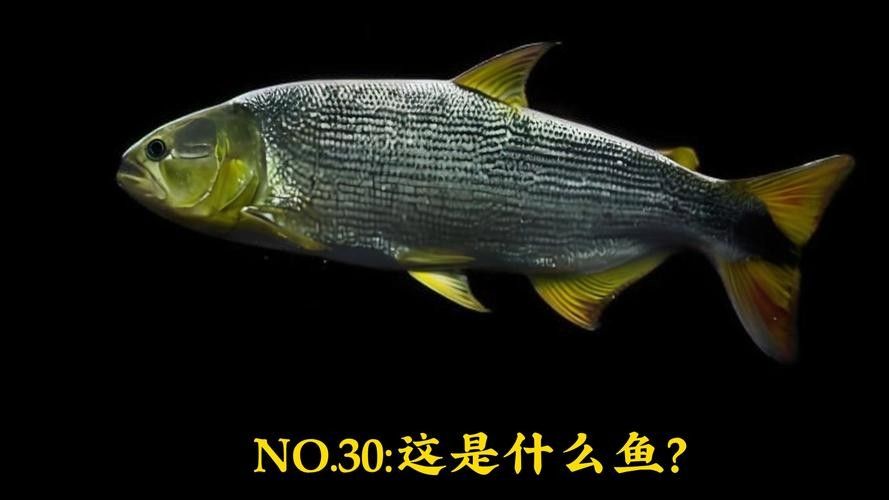 黃金河虎能和龍魚混養嗎圖片欣賞 黃金河虎能和龍魚混養嗎圖片欣賞 龍魚百科 第22張
