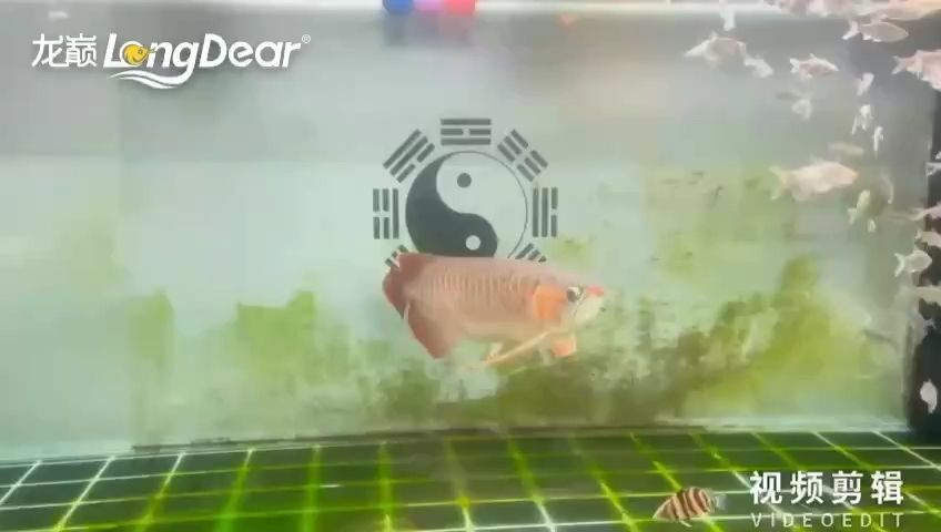 龍魚不用加熱棒有沒有關系：龍魚不用加熱棒是必不可少的，龍魚不用加熱棒有沒有關系