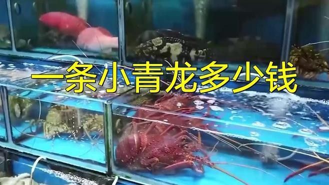 青龍魚價格多少錢一條圖片及價格