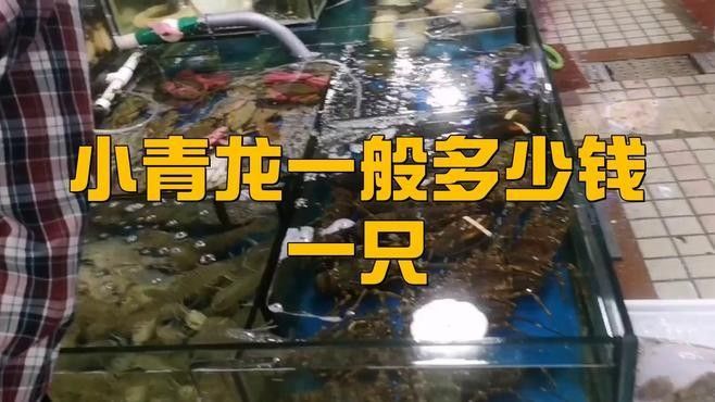 青龍魚價格多少錢一條圖片及價格