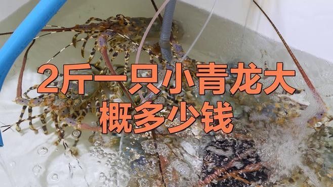 青龍魚價格多少錢一條圖片及價格