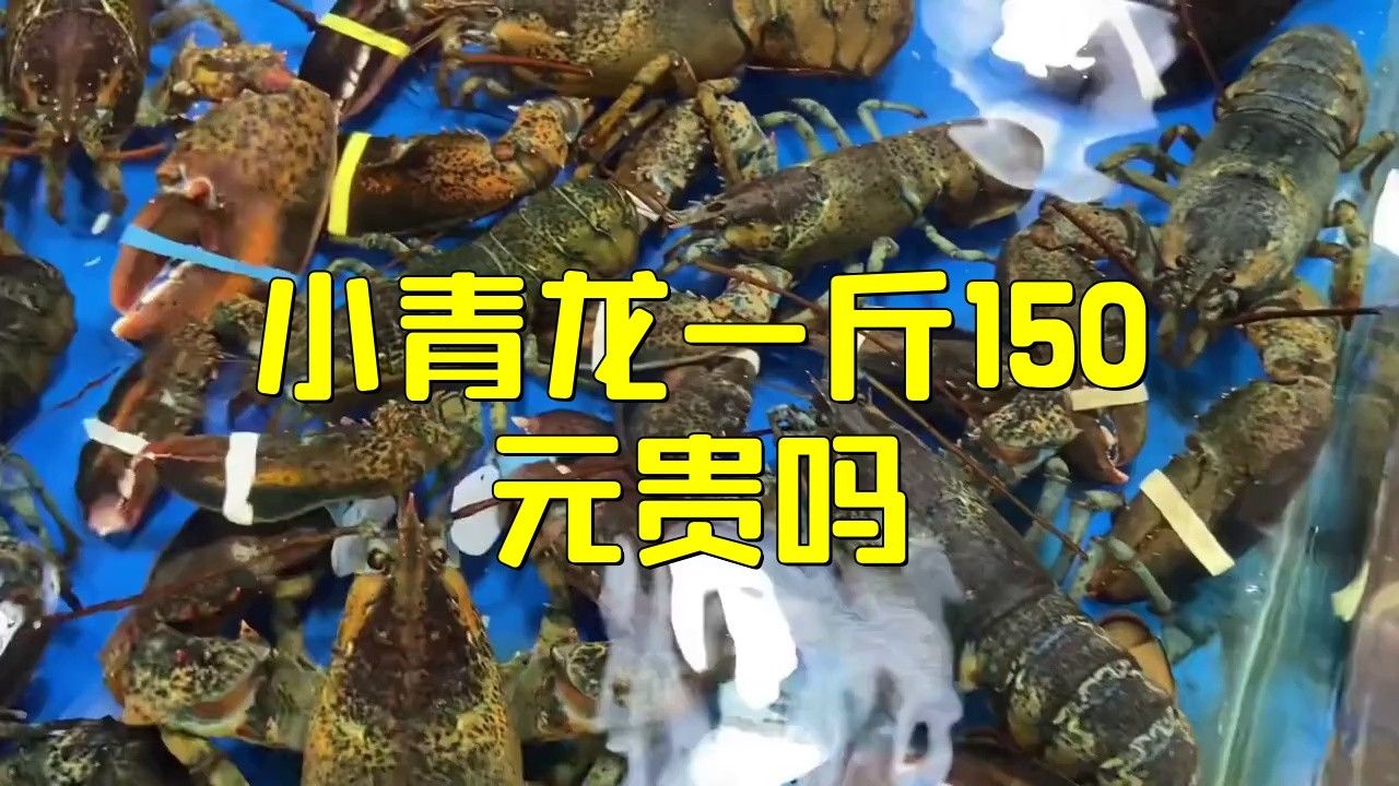 青龍魚價格多少錢一條圖片及價格