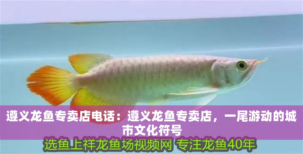 遵義龍魚專賣店電話：遵義龍魚專賣店，一尾游動的城市文化符號 遵義龍魚專賣店電話：遵義龍魚專賣店，一尾游動的城市文化符號 龍魚百科 第1張