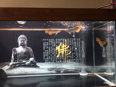 奶茶雷龍魚是哪國的品種:奶茶雷龍魚是一種原產于硬度阿薩姆地區的魚類品種 龍魚百科 第2張 奶茶雷龍魚是哪國的品種:奶茶雷龍魚是一種原產于硬度阿薩姆地區的魚類品種 奶茶雷龍魚是哪國的品種:奶茶雷龍魚是一種原產于硬度阿薩姆地區的魚類品種 龍魚百科 第2張