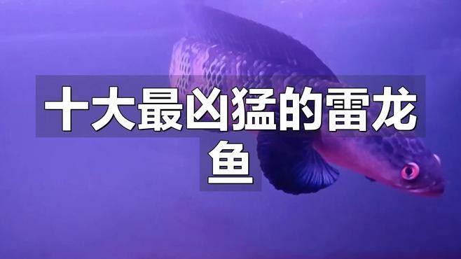 雷龍魚和黑魚哪個兇猛一點
