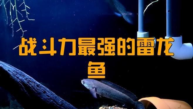 雷龍魚和黑魚哪個兇猛一點