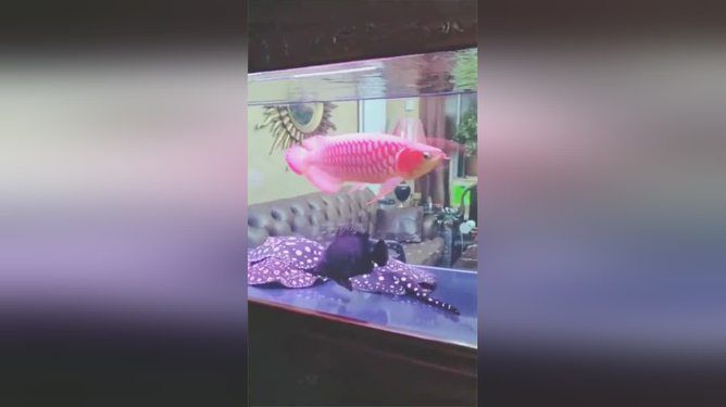 龍魚養了一年多還怕人：如何判斷龍魚是否健康