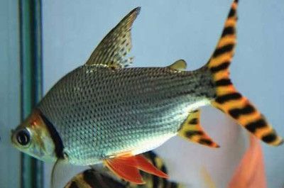 飛鳳魚和龍魚：飛鳳魚和龍魚可以一起混養嗎