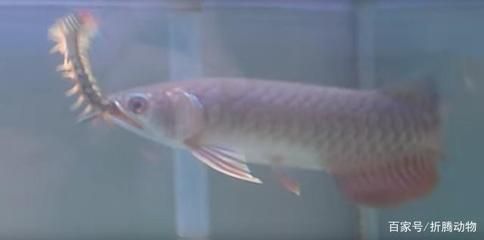 龍魚總咬別的魚怎么解決視頻：如何解決龍魚咬其他魚的問題