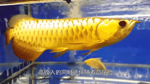 有哪些免費的金龍魚動態壁紙軟件？ 有哪些免費的金龍魚動態壁紙軟件？ 龍魚百科 第3張