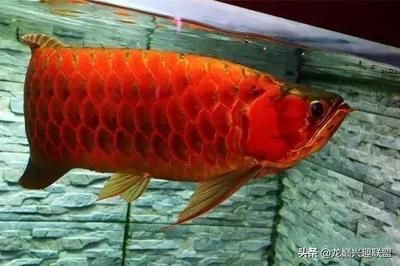 龍魚公母怎么看：如何判斷龍魚的性別 龍魚公母怎么看：如何判斷龍魚的性別 龍魚百科 第1張