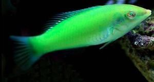 黃龍魚海水：黃龍魚是一種美麗且具有觀賞價(jià)值且具有觀賞價(jià)值的熱帶海水魚