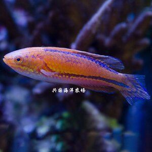 黃龍魚海水：黃龍魚是一種美麗且具有觀賞價(jià)值且具有觀賞價(jià)值的熱帶海水魚