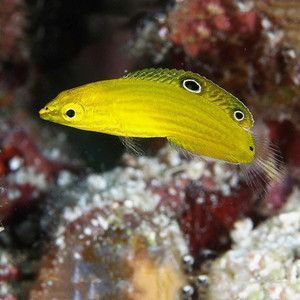 黃龍魚海水：黃龍魚是一種美麗且具有觀賞價(jià)值且具有觀賞價(jià)值的熱帶海水魚