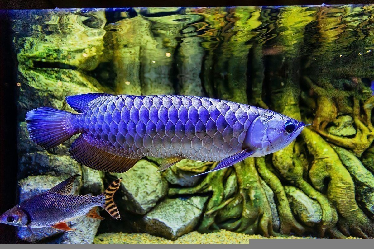 如何預(yù)防龍魚(yú)外寄感染？ 如何預(yù)防龍魚(yú)外寄感染？ 龍魚(yú)百科 第6張