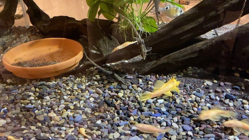 如何預(yù)防龍魚(yú)外寄感染？ 如何預(yù)防龍魚(yú)外寄感染？ 龍魚(yú)百科 第7張