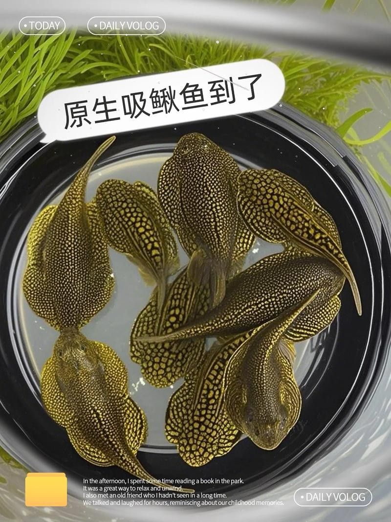 龍魚缸里養什么清潔工最好養