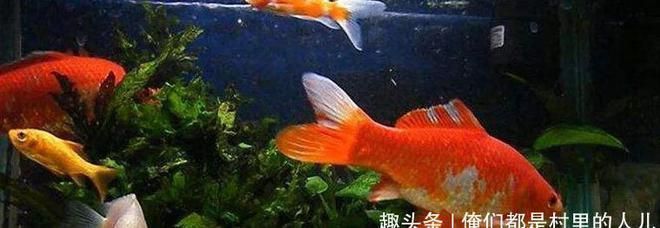 養小金龍魚要注意什么事項：養小金龍魚的注意事項