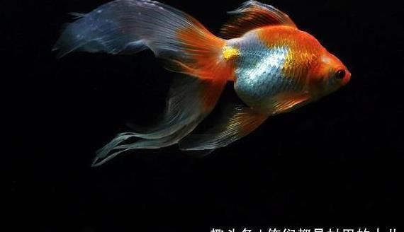 養小金龍魚要注意什么事項：養小金龍魚的注意事項