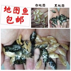 黑金龍魚價格查詢（黑金龍魚價格走勢分析）