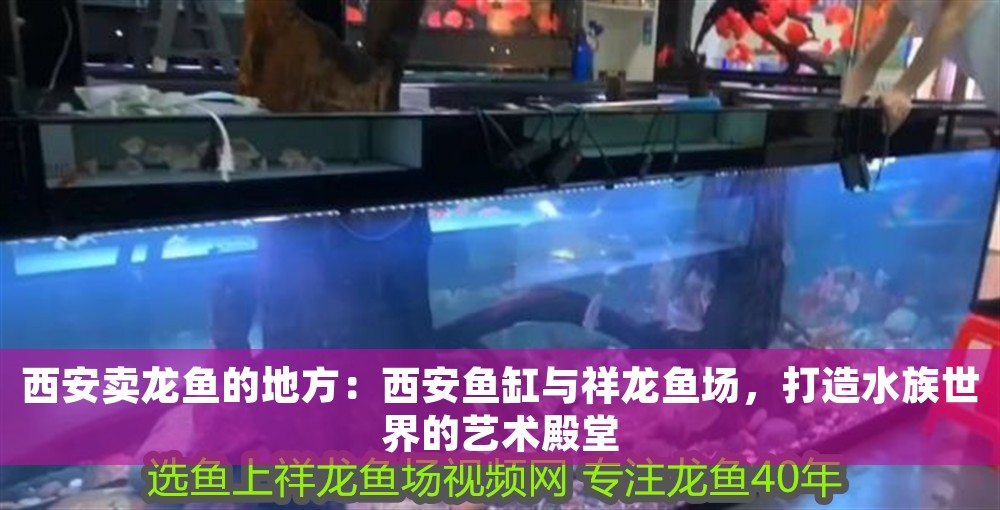 西安賣龍魚的地方：西安魚缸與祥龍魚場，打造水族世界的藝術殿堂