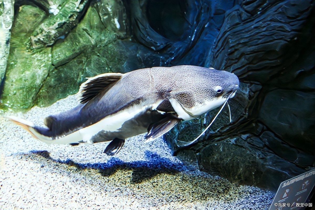 銀龍魚沉缸是怎么回事
