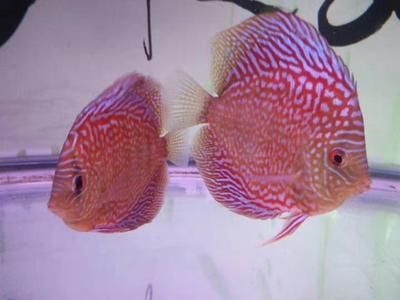 龍魚七彩神仙混養吉祥嗎：龍魚和七彩神仙混養吉祥嗎