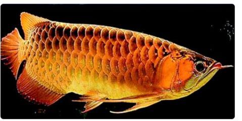 金龍魚鱗片有血絲：金龍魚鱗片出現血絲可能是由于多種原因引起的，請盡快咨詢專業獸醫 金龍魚鱗片有血絲：金龍魚鱗片出現血絲可能是由于多種原因引起的，請盡快咨詢專業獸醫 龍魚百科